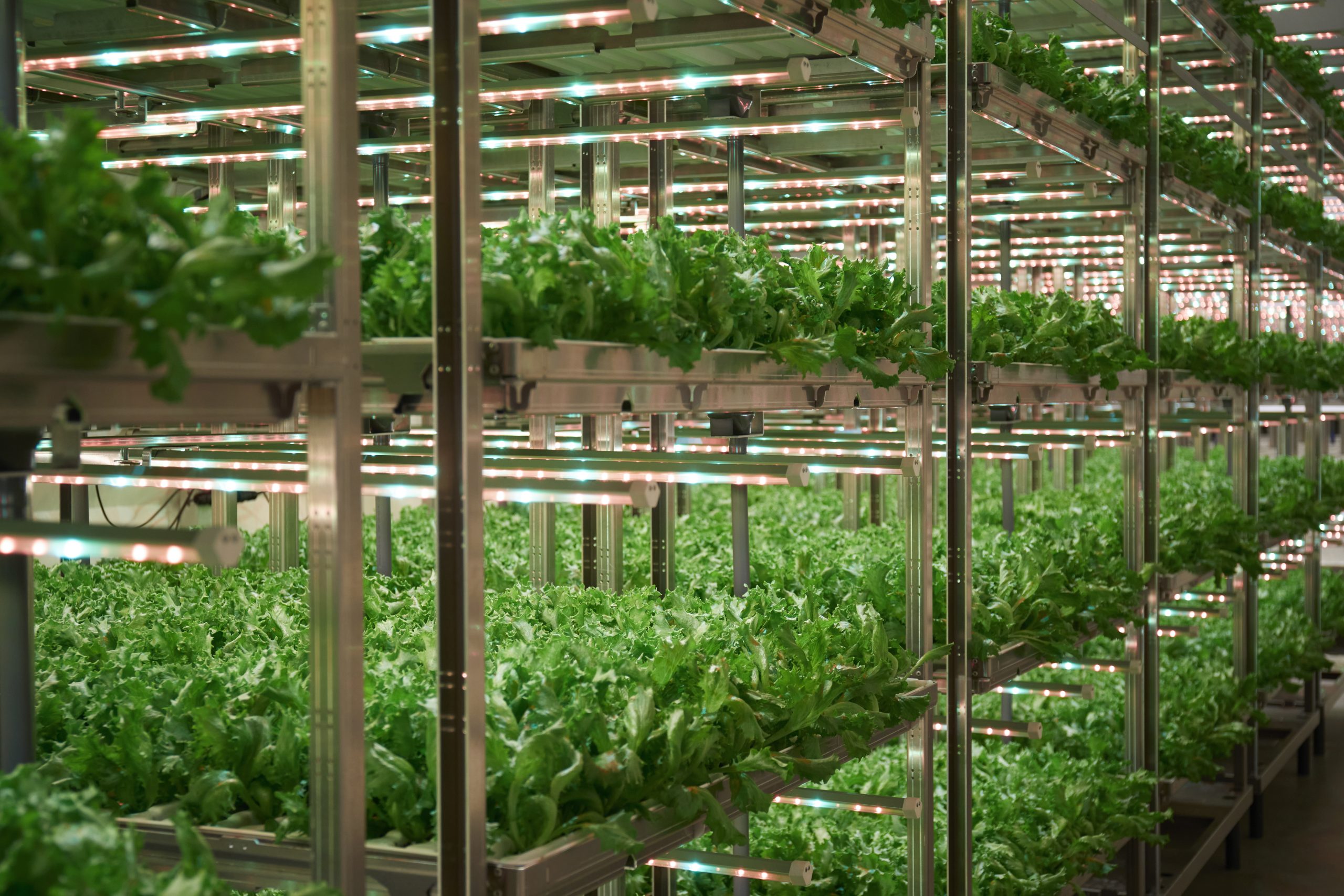 Himmelgrønt: Fremtidens matproduksjon